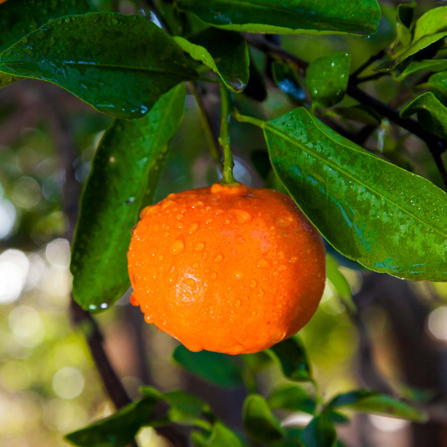 Tangerine Essential Oil by New Directions Aromatics