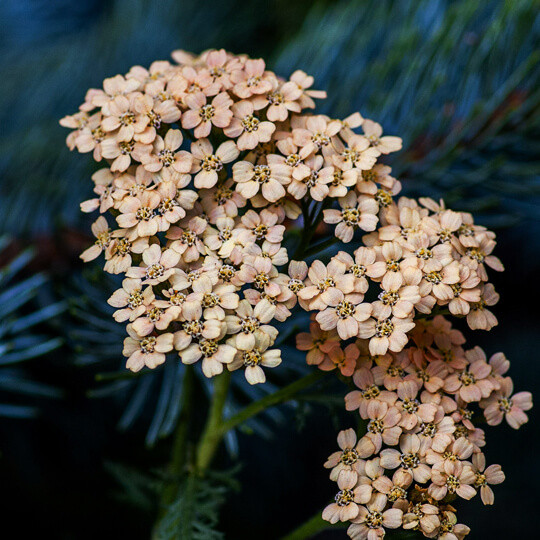 Yarrow (Blue) Organic Essential Oil | NOP Certified