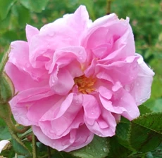 Rose (Bulgaria) Oil 3% Dilution | Perfumery & Aromatherapy