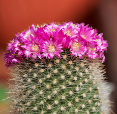 picture of cactus plant Mexican Fence Post Cactus main image 0