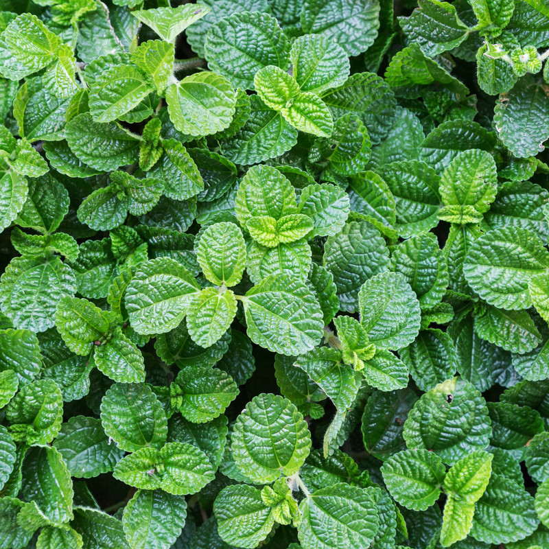 Japanese Peppermint Oil: Buy from NDA | ECOCERT Certified