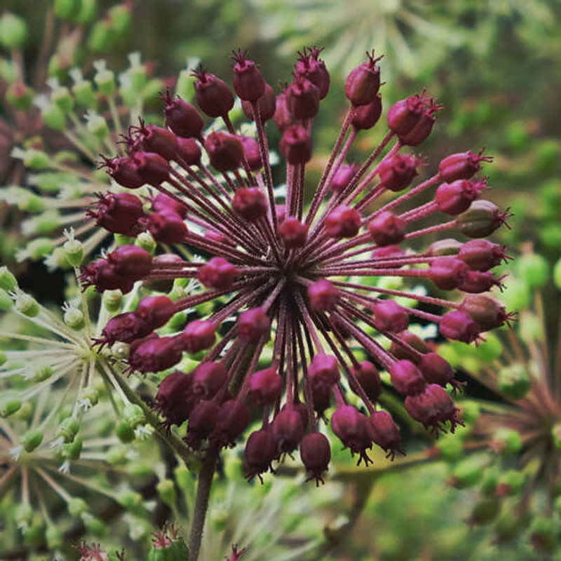 エジプシャンオイル SPIKENARD Spikenard Organic Essential Oil | Calming & Grounding Benefits
