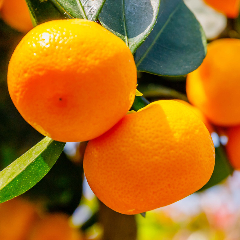 Tangerine 5 Fold Essential Oil by New Directions Aromatics