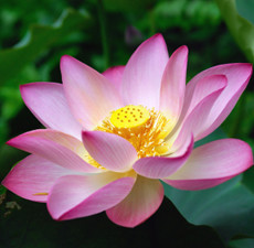 Lotus Absolute - Pink | Aromatic & Harmonizing Blend