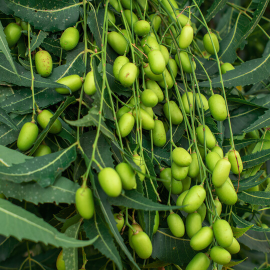 neem tree fruit images