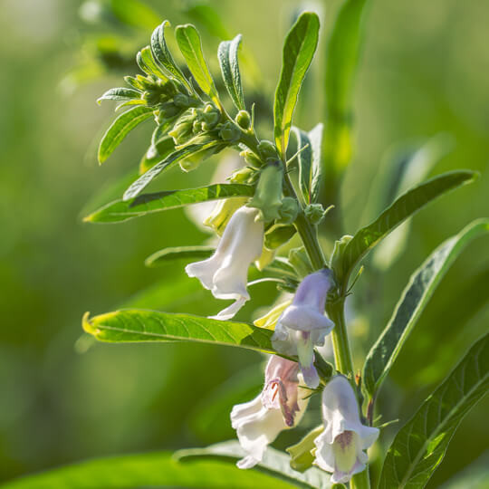 Sesame Seed Oil: Cold Pressed & Natural | NDA