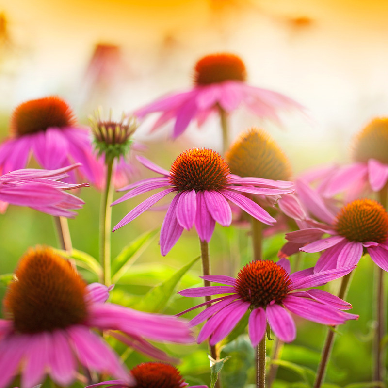 Echinacea Liquid Extract | Natural Antioxidant for Cosmetics | New