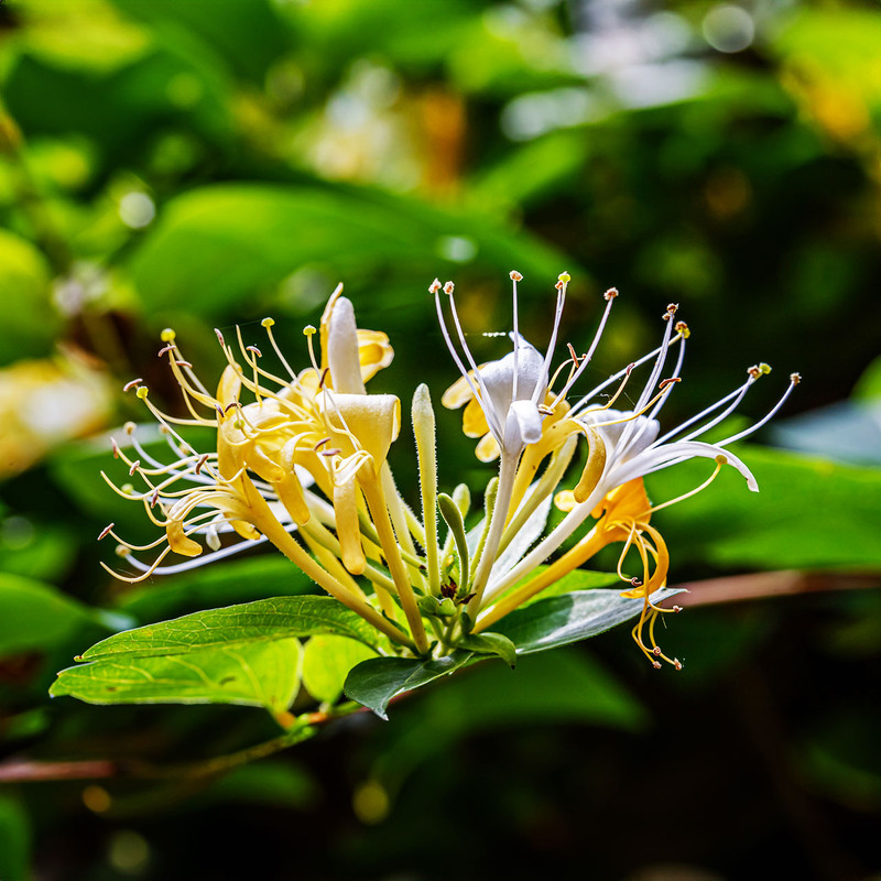 Honeysuckle Liquid Extract - 100% Natural (Standardized)