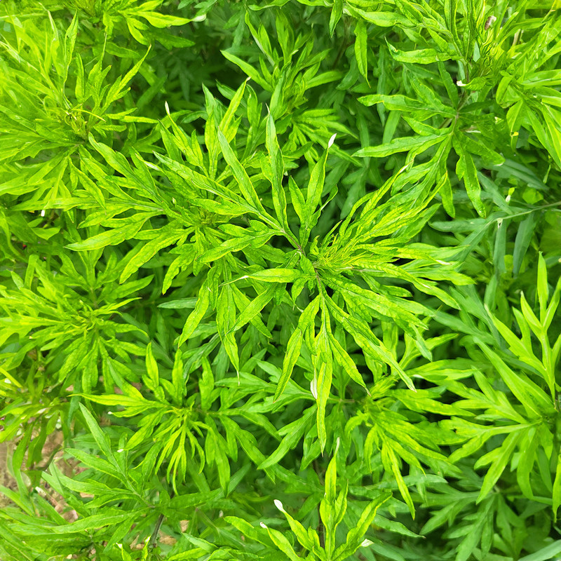 Davana Essential Oil