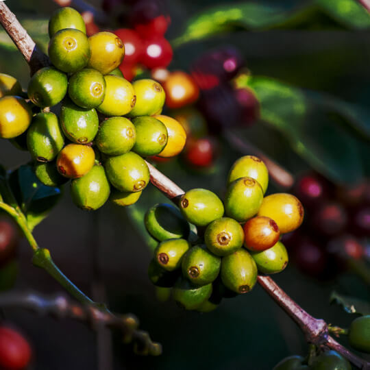 Coffee Carrier Oil – Roasted