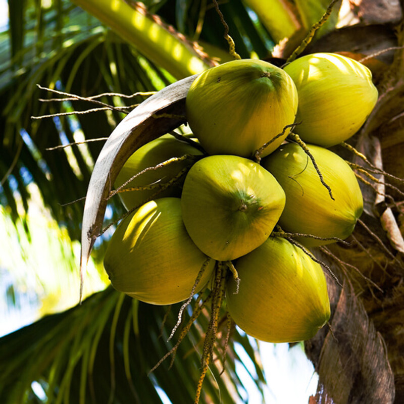 COCONUT