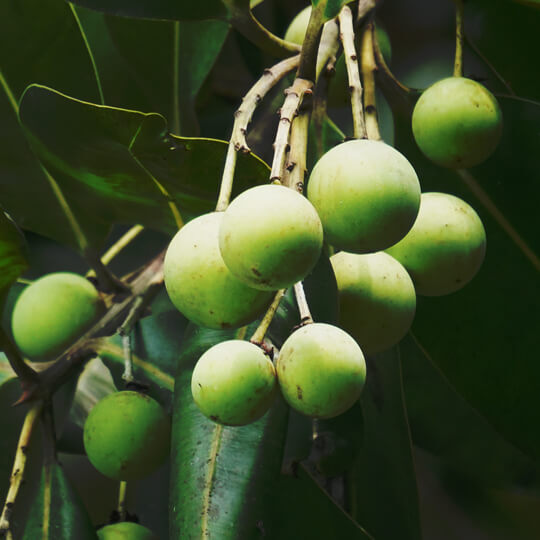 Tamanu Carrier Oil - Virgin (Madagascar)