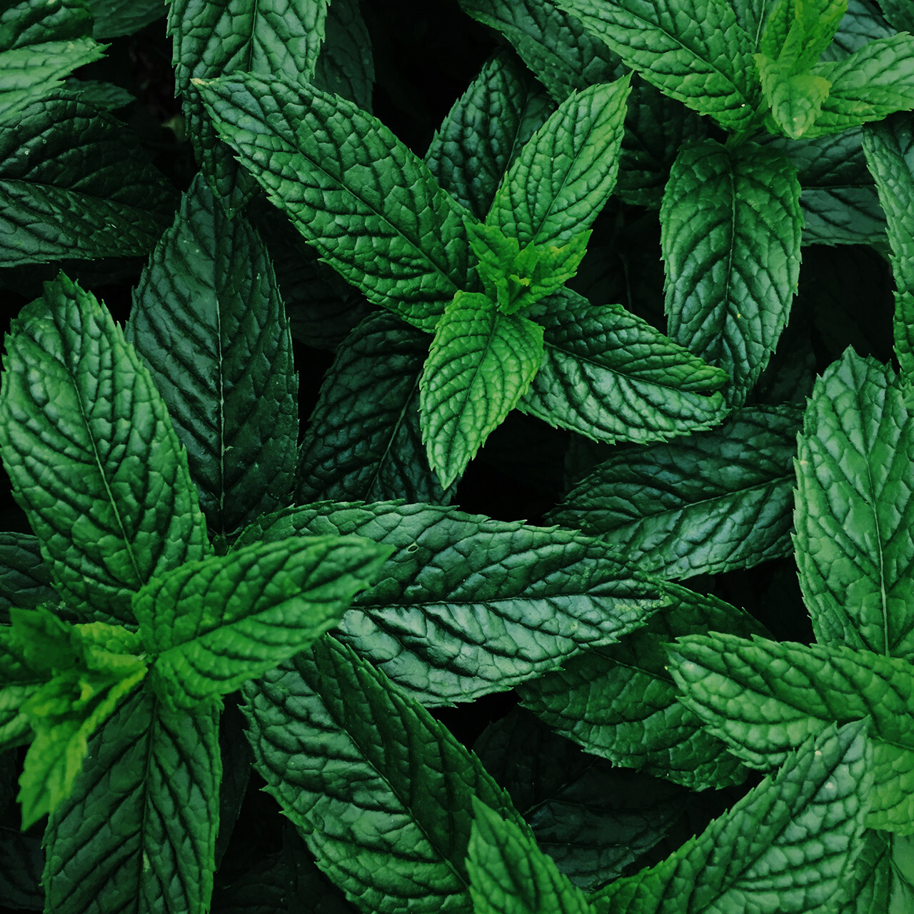 Peppermint Essential Oil (Supreme)