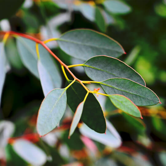 Eucalyptus Globulus 80/85% Essential Oil