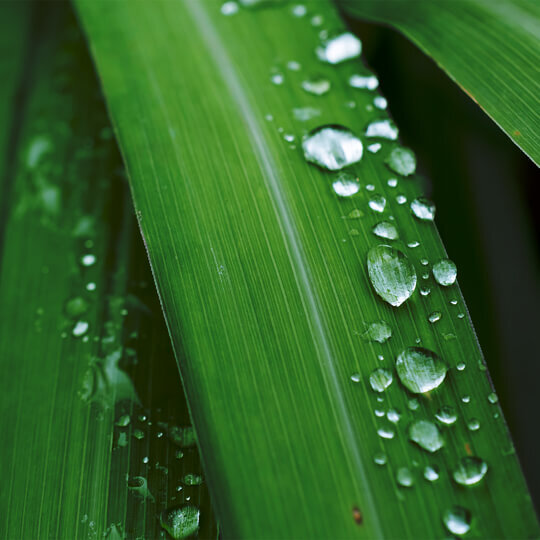 Citronella Essential Oil (Java)