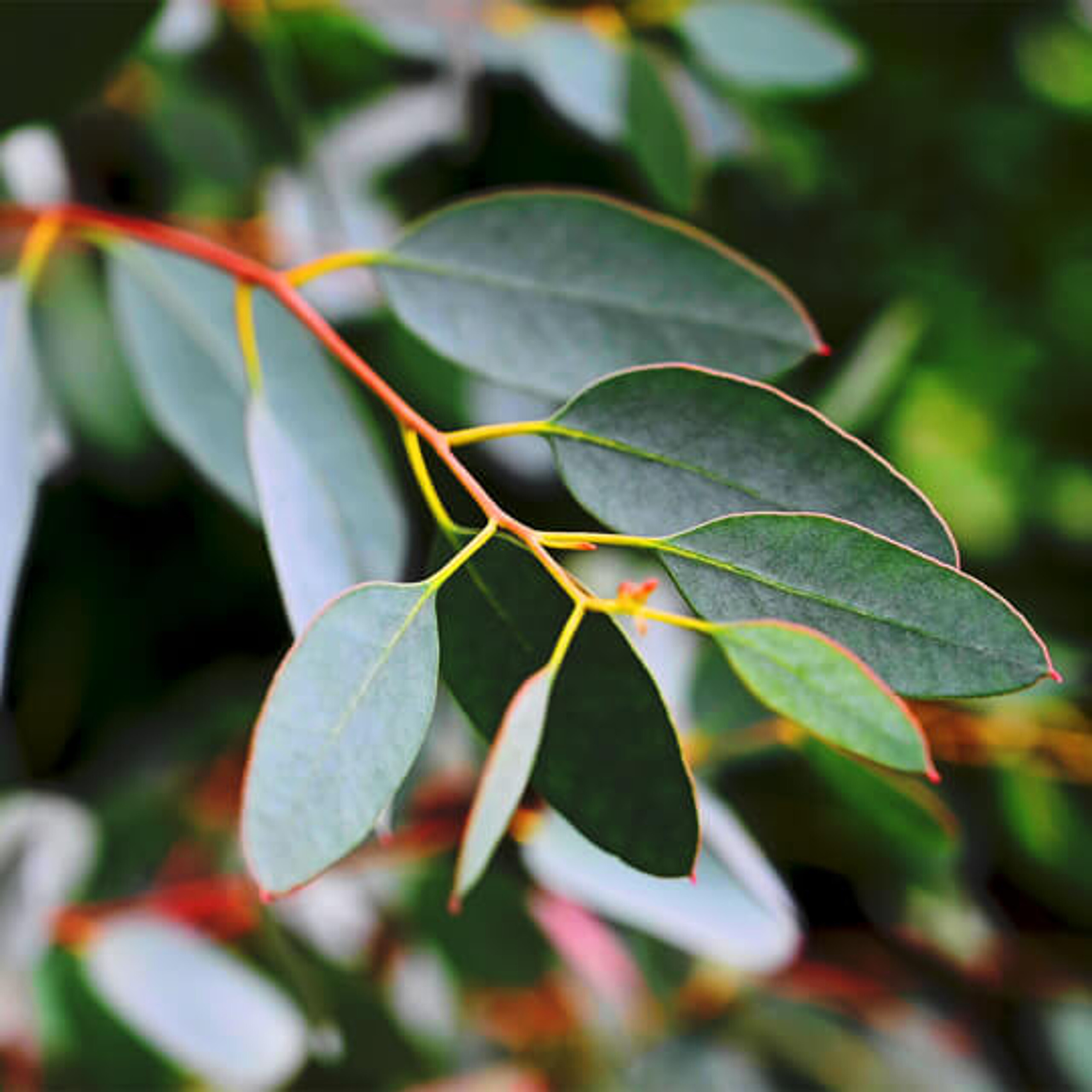 EUCALYPTUS