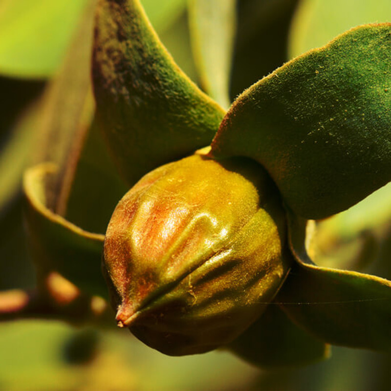 JOJOBA