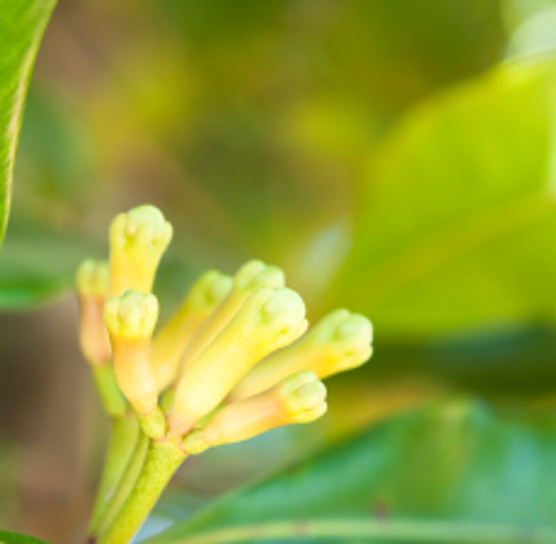 Clove Bud (Indonesia) Essential Oil