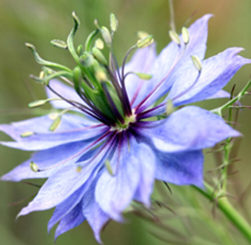 Black Cumin Seed Carrier Oil