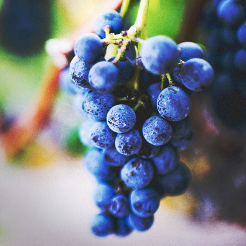 Grapeseed Organic Carrier Oil