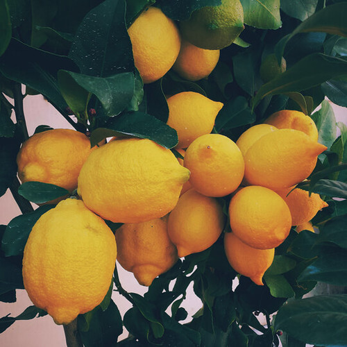Lemon (Argentina) Essential Oil
