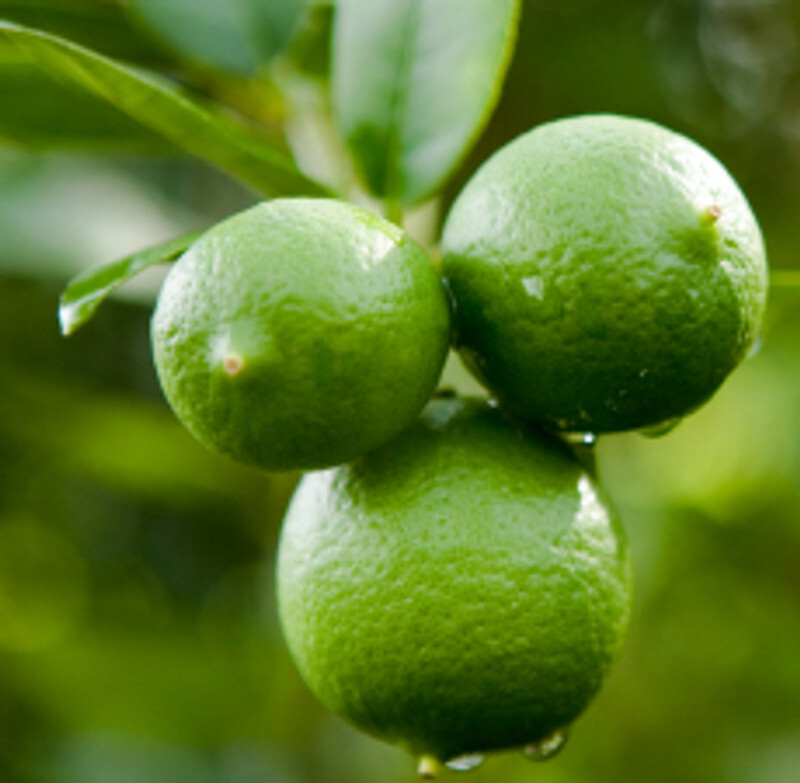 Lime Essential Oil - Key Lime