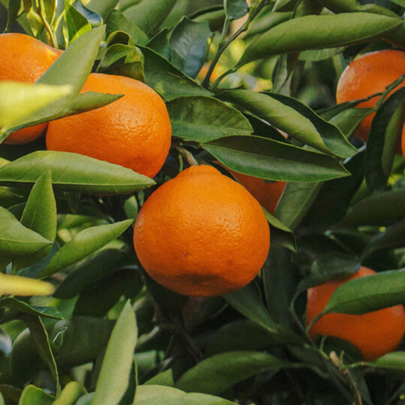 Orange Organic Essential Oil (Sweet)