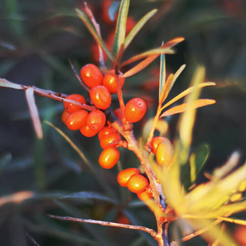 Sea Buckthorn Carrier Oil - CO2 Extracted