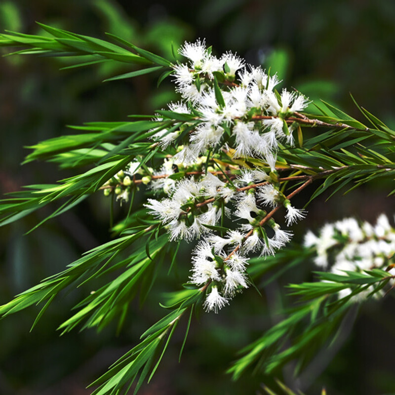 Tea Tree Organic Essential Oil (China)
