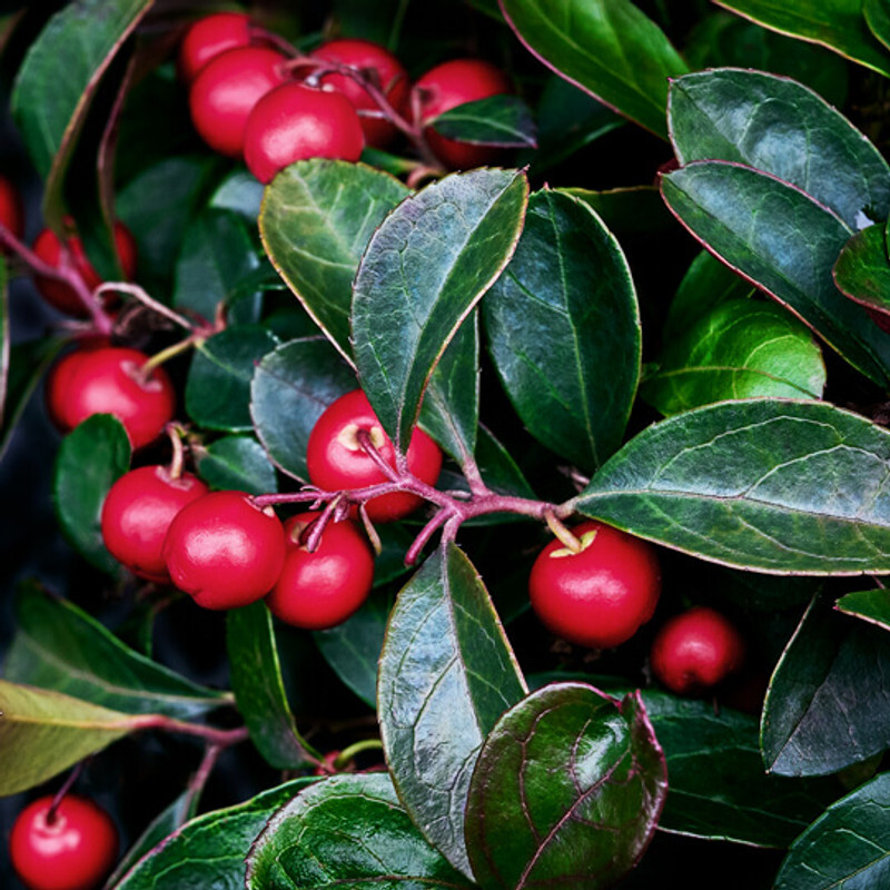 Wintergreen Essential Oil