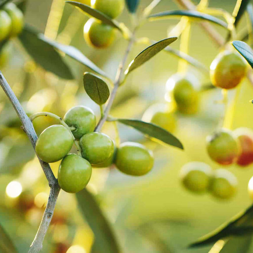 OLIVE TREE