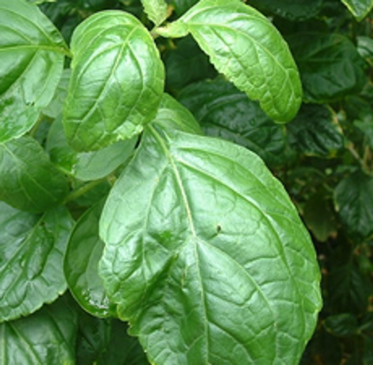 Patchouli Dark Essential Oil