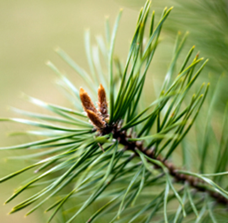 Pine Scotch Essential Oil