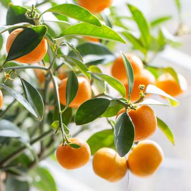 Blood Orange (Sicily) Essential Oil