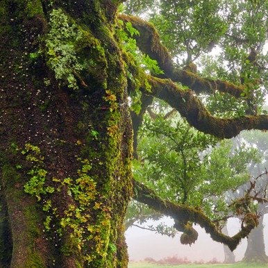 Cedarwood Essential Oil (Texas)