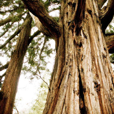 Cedarwood Essential Oil (Virginian)