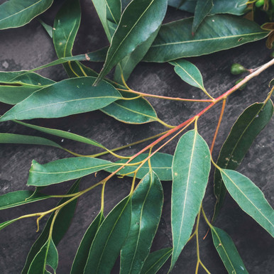 Eucalyptus Lemon Essential Oil (Brazil)
