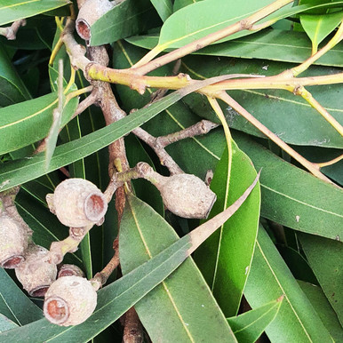 Eucalyptus Organic Essential Oil (Lemon)