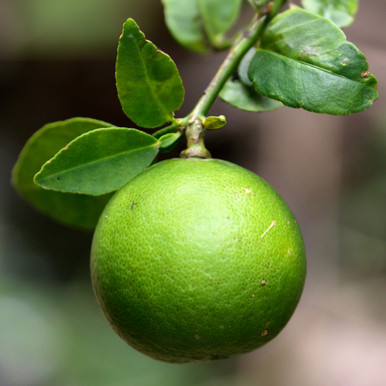 Lime (Natural Blend) Essential Oil