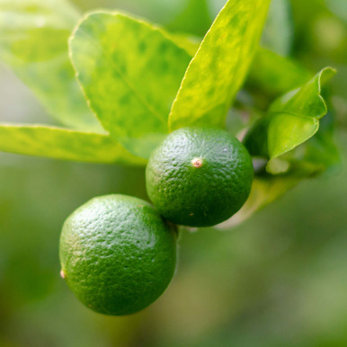 Lime Essential Oil (Key Lime)