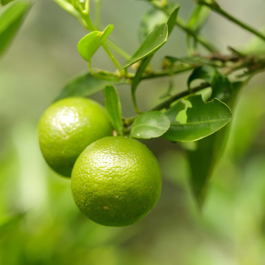 Lime Organic Essential Oil