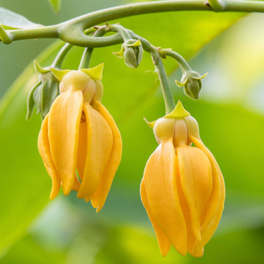Ylang Ylang Essential Oil (#1)