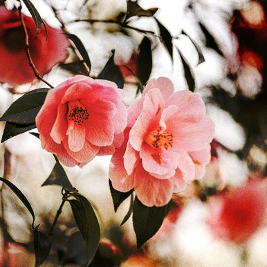 37_camellia-seed-organic-