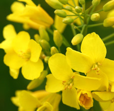 Canola Carrier Oil - RBD | Ideal for Soap Making