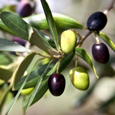 Olive Carrier Oil - RBDW