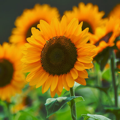 Sunflower Carrier Oil (RBDW Linoleic) for Hair & Skin | NDA