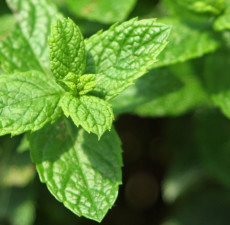 Spearmint Floral Water