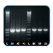 Routine PCR