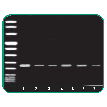 High-Fidelity PCR