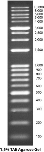 G Biosciences® DNA Ladders